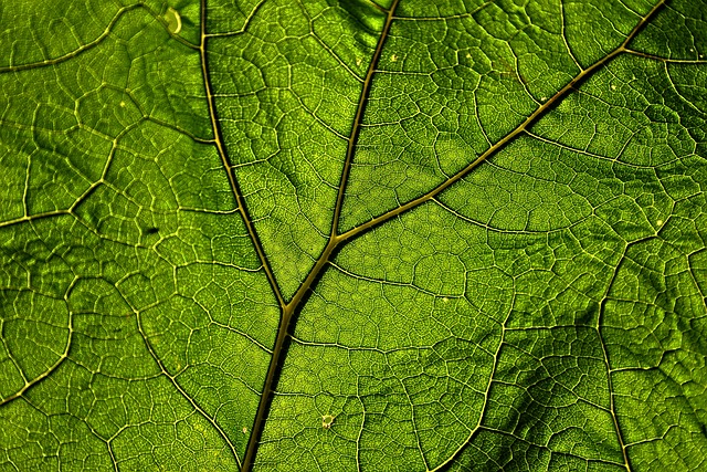 зеленый лист дерева